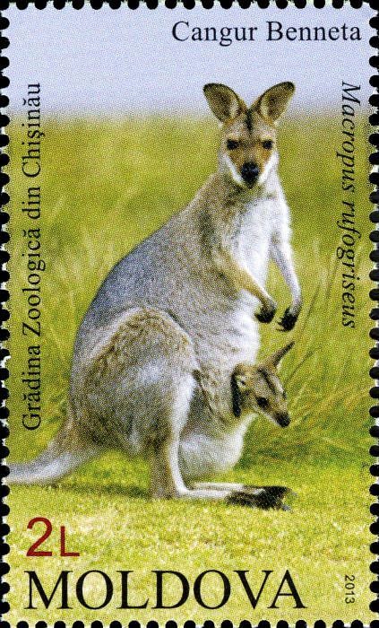 Red-Necked or Bennetts Wallaby