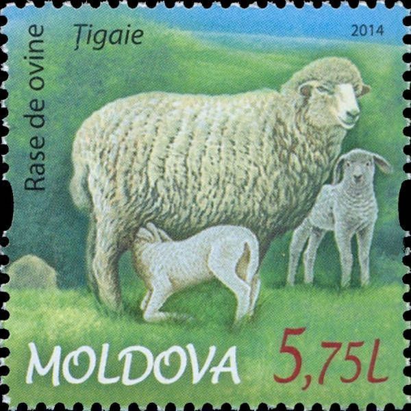 Țigaie Sheep