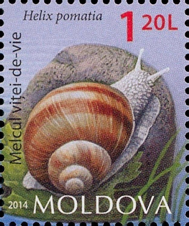 Burgundy Snail (Helix pomatia)