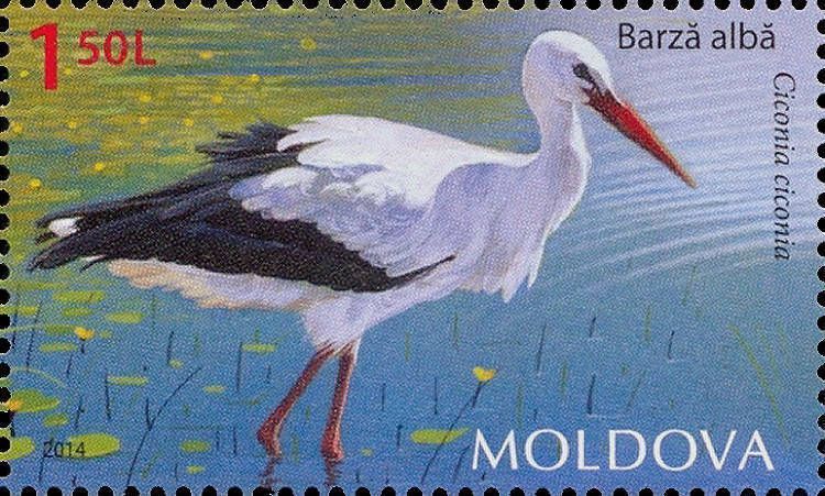 White Stork (Ciconia ciconia)