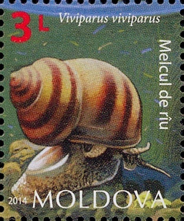 River Snail (Viviparus viviparus)