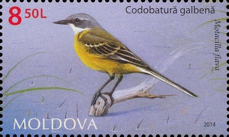 Western Yellow Wagtail (Motacilla flava)