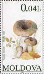 Fungi & Mushrooms - Series I