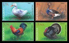 Domestic Poultry