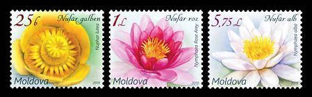 Flora - Water Lilies
