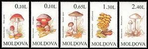 Mushrooms (II)