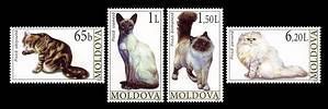 Domestic Cats