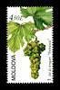 № - 716 - The «Feteasca» Grape Variety
