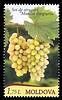 № - 849 - Grapes of Moldova: «Muscat Timpuriu» (Early Muscat)