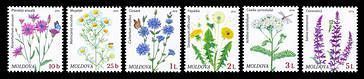 Flora: Wild Flowers