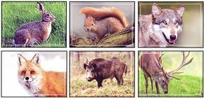 Fauna of Moldova