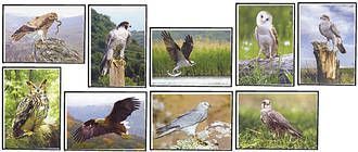 Fauna of Moldova: Birds of Prey