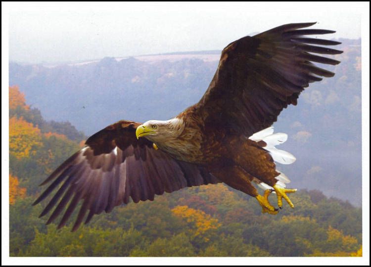 № P187 FDC - Codalb (Haliaeetus albicilla)