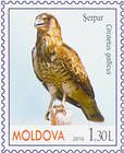 Змееяд (Circaetus gallicus)