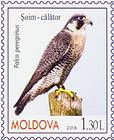 Сапсан (Falco peregrinus)