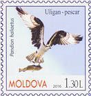 Скопа (Pandion haliaetus)