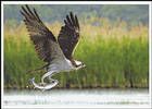 Скопа (Pandion haliaetus)