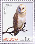 Обыкновенная сипуха (Tyto alba)