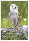 Обыкновенная сипуха (Tyto alba)