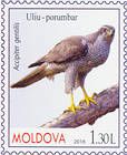 Ястреб-тетеревятник (Accipiter gentilis)