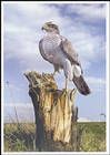 Ястреб-тетеревятник (Accipiter gentilis)