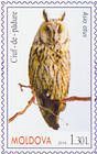 Long-Eared Owl (Asio Otus)