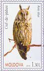 Ушастая сова (Asio otus)
