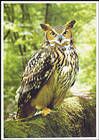 Ушастая сова (Asio otus)