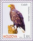 Орлан-белохвост (Haliaeetus albicilla)
