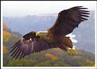 Орлан-белохвост (Haliaeetus albicilla)