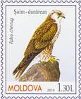 Балобан (Falco cherrug)