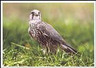 Saker Falcon (Falco Cherrug)