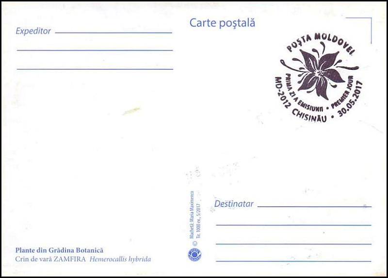 № 1008 MC1 - Лилейник (Hemerocallis hybrida)