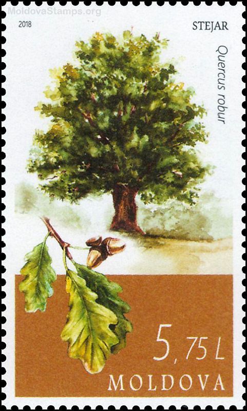 European Oak (Quercus robur)