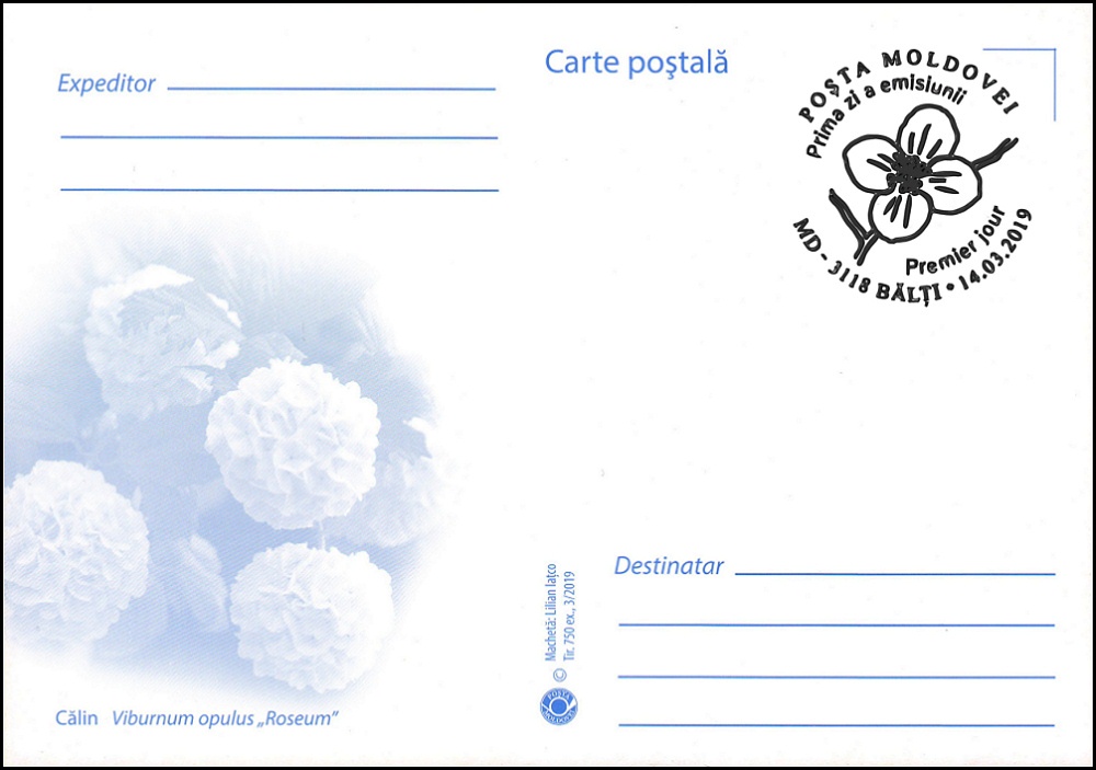 № 1088 MC1 - Калина обыкновенная (Viburnum opulus roseum)