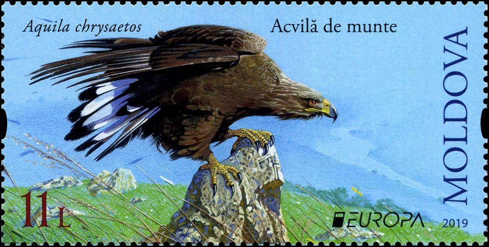 Golden Eagle (Aquila chrysaetos)