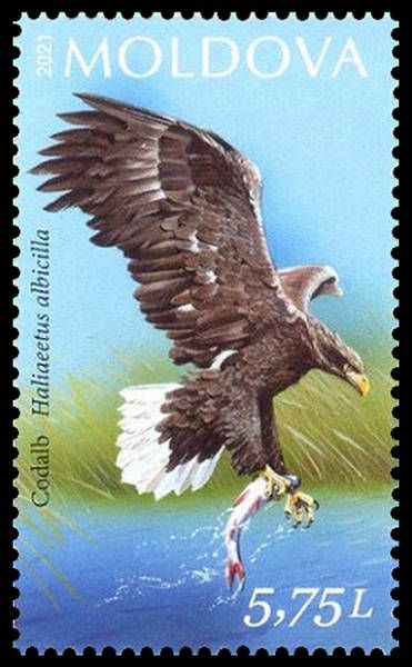 White-tailed eagle (Haliaeetus albicilla)