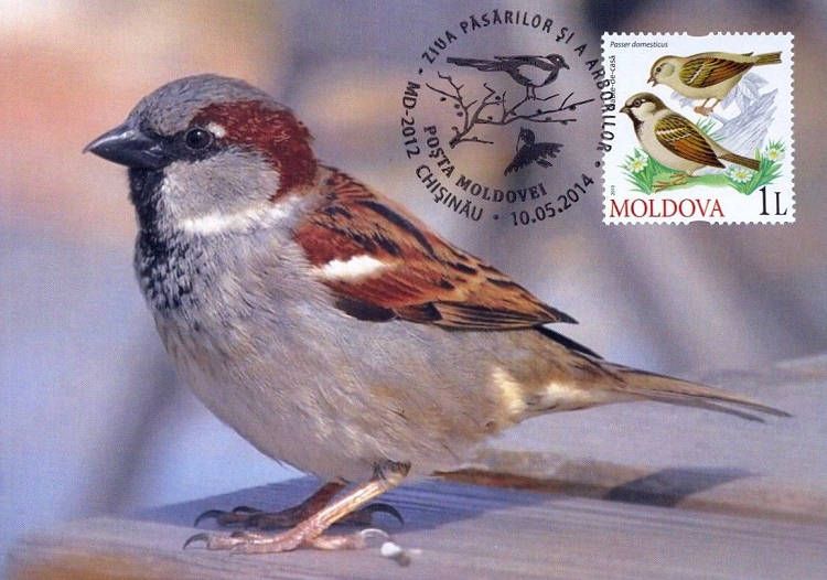 House Sparrow (Passer Domesticus)
