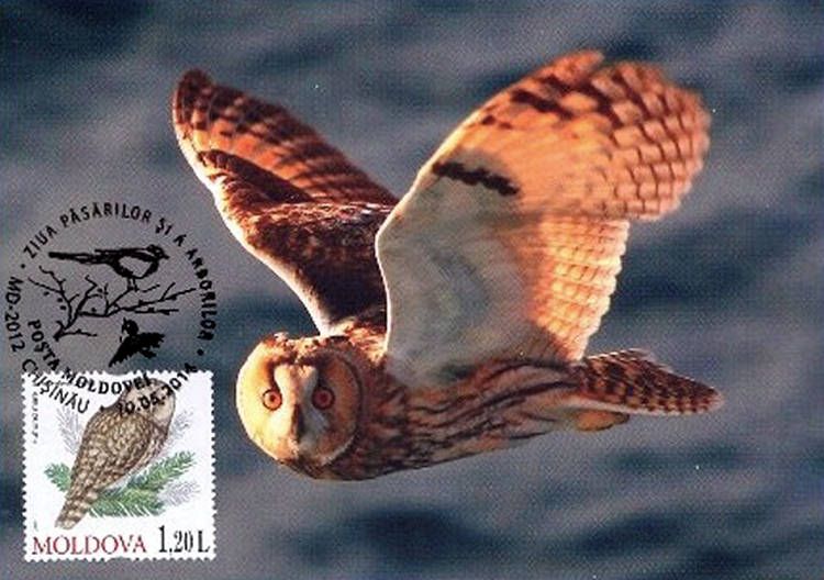 Ural Owl (Strix Uralensis Pallas)