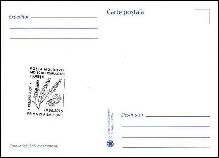 № 962 MC1 - Шалфей дубравный (Salvia nemorosa)