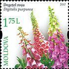 № 1005 (1.75 Lei) Foxglove (Digitalis purpurea)