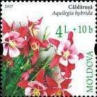 Columbine (Aquilegia hybrida)
