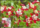 № 1006 MC1 - Plants from the Botanical Garden in Chișinău 2017