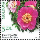 Chinese Peony (Paeonia lactiflora)