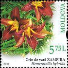 Daylily (Hemerocallis hybrida)