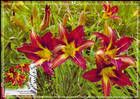 № 1008 MC1 - Plants from the Botanical Garden in Chișinău 2017