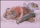 Greater noctule bat (Nyctalus lasiopterus)