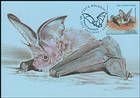№ 1014 MC1 - Grey long-eared bat (Plecotus austriacus)