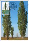 Poplar (Populus)