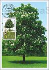 Horse Chestnut (Aesculus hippocastanum)